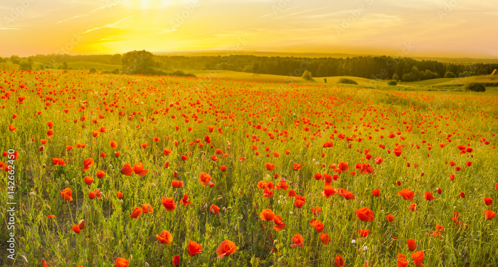 Red poppy field in the light of the rising sun