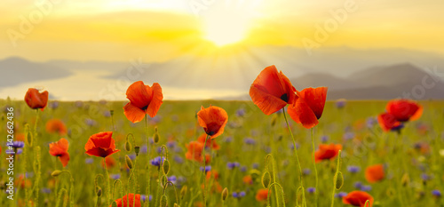 Fototapeta Naklejka Na Ścianę i Meble -  Red poppy field in the light of the rising sun