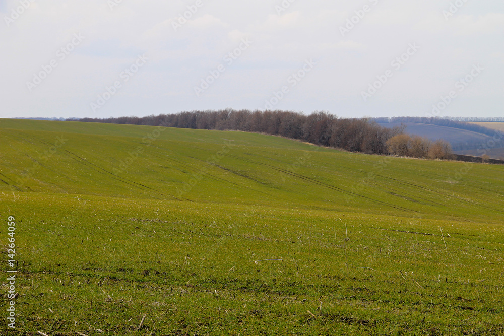 Field of green wheat sprouts