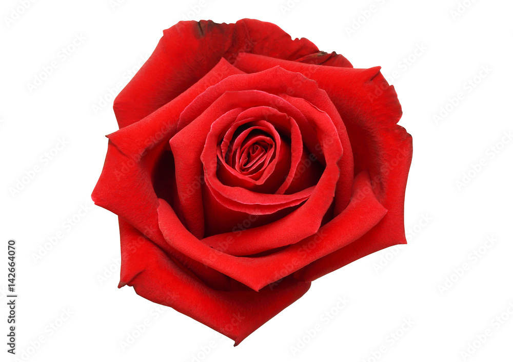 Fototapeta premium Natural red rose isolated on white background