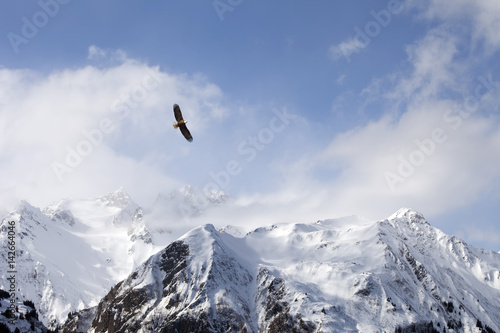 Bald eagle over mountains © mscornelius