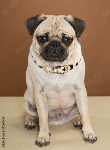 A pug posing in a studio against a cream and brown wall © dannyburn