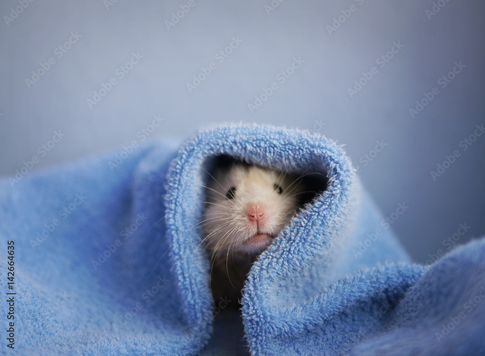 Photographie A hamster in a blue towel. Blue background. - Acheter-le sur  Europosters.fr