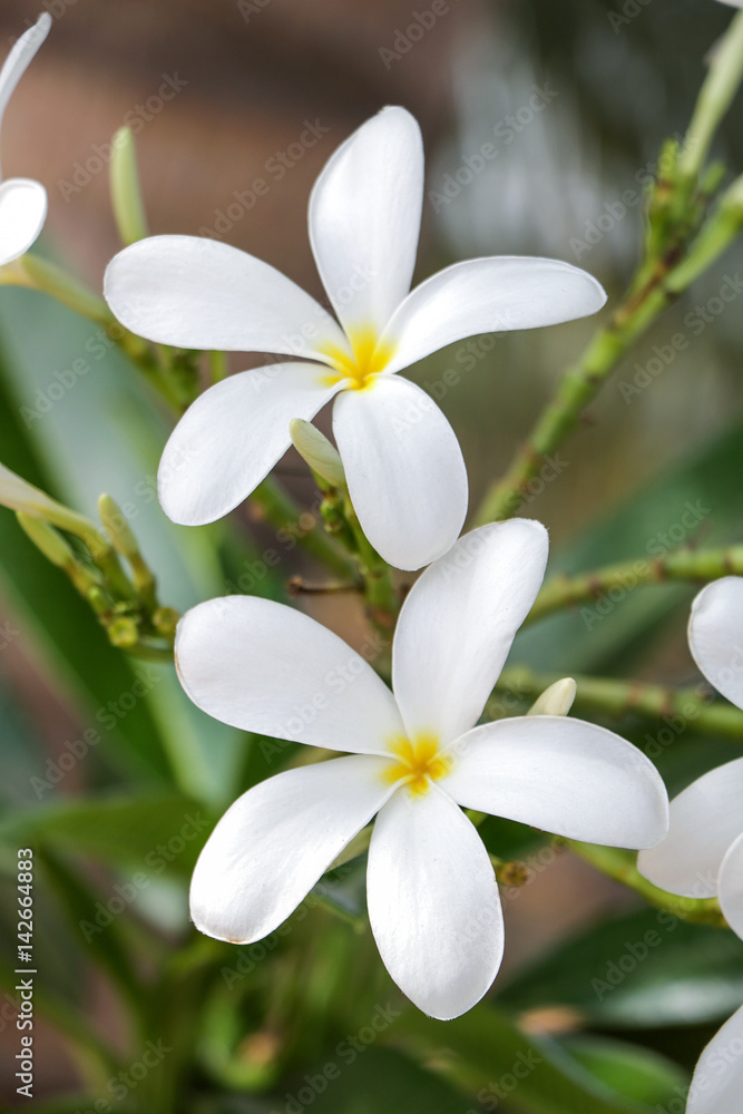 White flower White flower