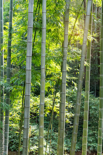 green bamboo in a forest
