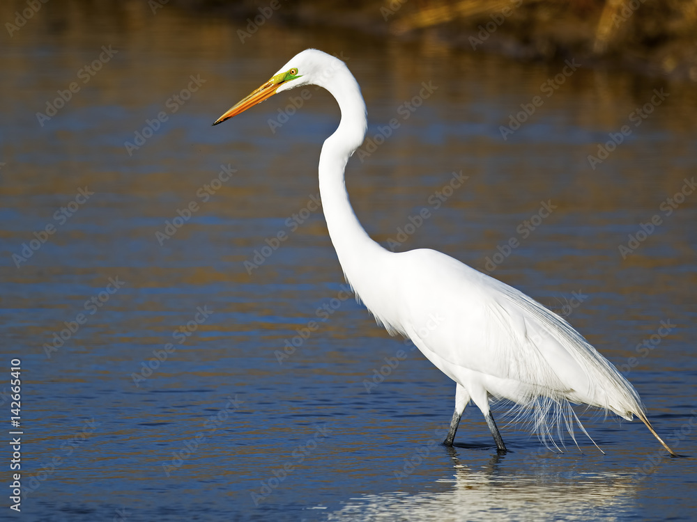 Great Egret Breeding Colors Stock Photo Adobe Stock Great Egret Breeding Colors Stock Photo Adobe Stock