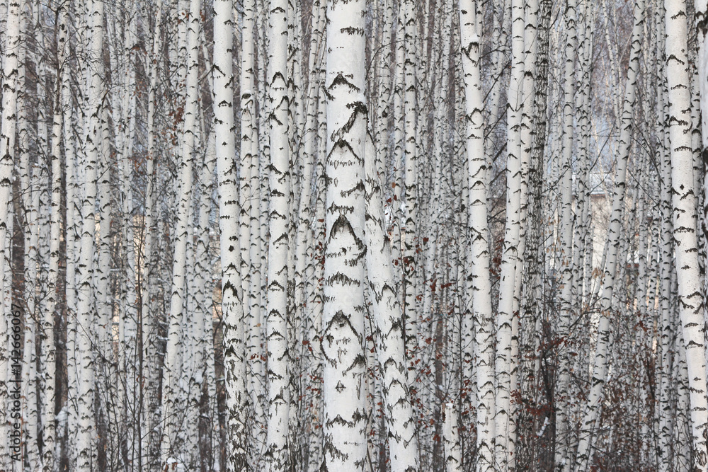 Obraz premium Brzozowy las. Wiele pni brzozy