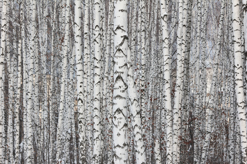 Березовый лес. Много стволов берез © alenuka