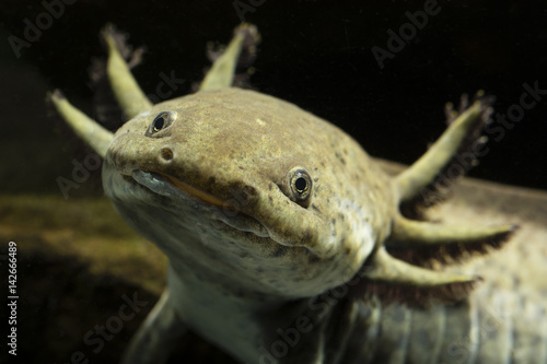 The head of the Mexican axolotl.