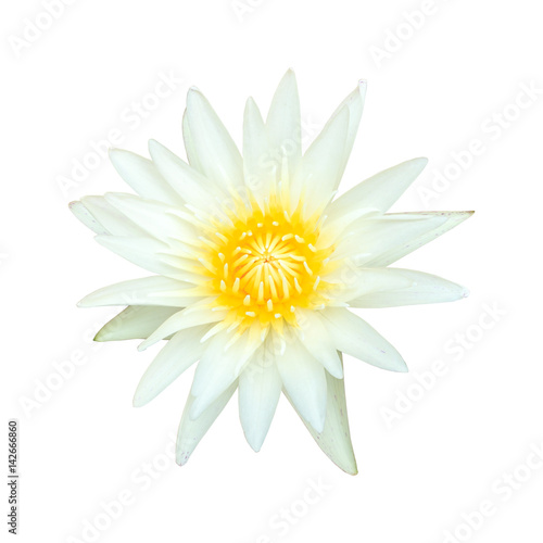 White lotus isolated
