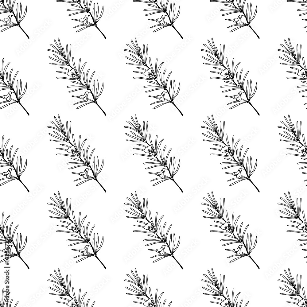 Rooibos tea plant, leaf, flower. Seamless pattern. Hand drawn ink sketch illustration, lineart. African rooibos tea, hot drink. Herbal tea. Isolated on white background. 