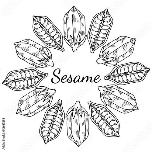 Sesame seed, natural organic butter ingredient. Treatment, care, food ingredient. Ink hand drawn sketch illustration. Round frame, banner, card, template.
