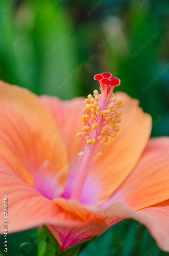 Fototapeta premium China Rose flower