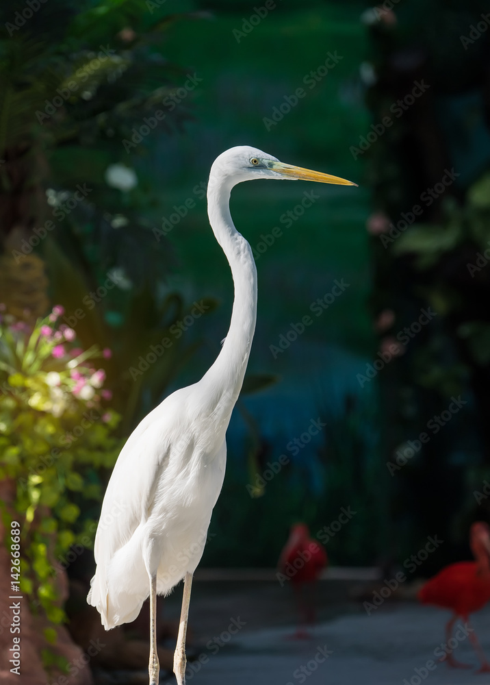 egret Stay in tree