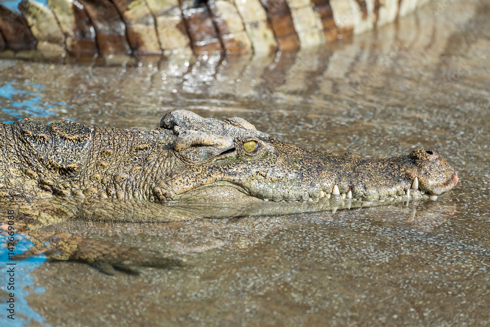 Close up of Saltwater Crocodile in water Close up of Saltwater Crocodile in water