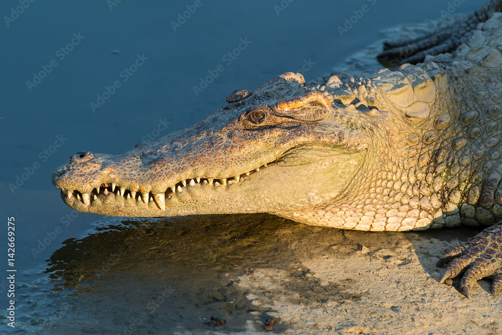 Fototapeta premium Close up of Saltwater Crocodile in water