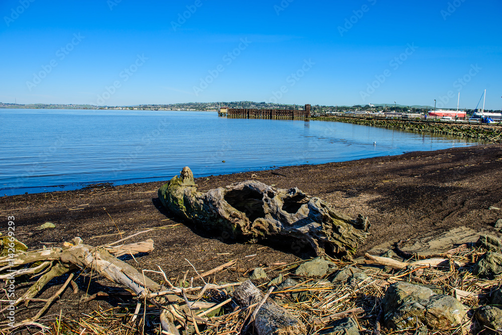 Driftwood treetrunk on ocean shore