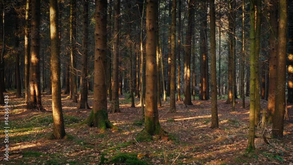 Moving Slowly Through Peaceful Evening Forest Moving Slowly Through Peaceful Evening Forest