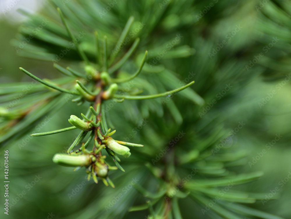 Gemme di conifera bagnate dalla rugiada Gemme di conifera bagnate dalla rugiada