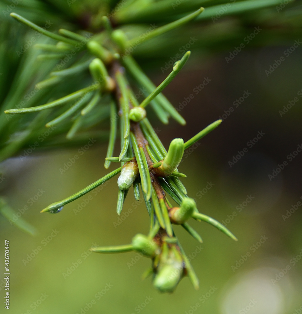 Naklejka premium Gemme di conifera bagnate dalla rugiada