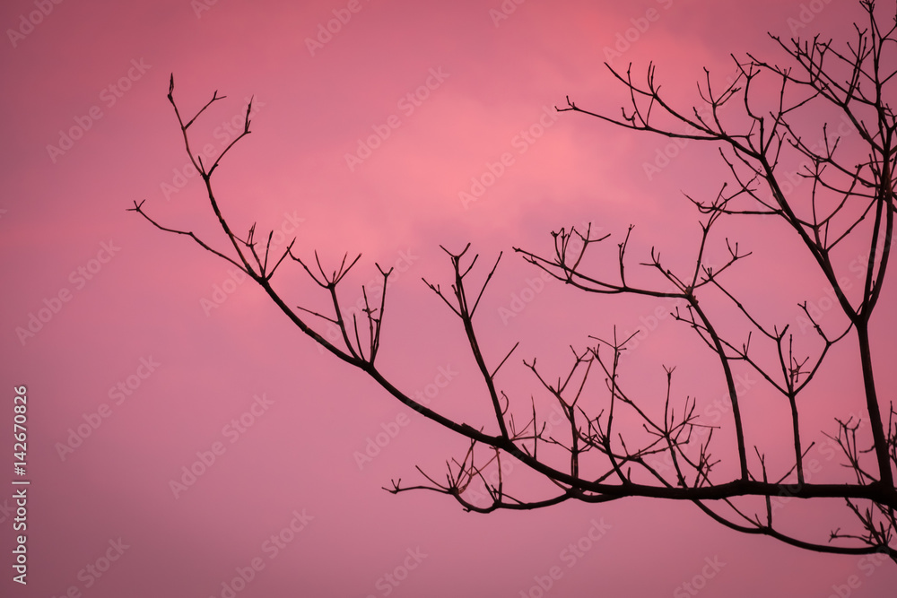 beautiful sunset with dry branch.In the evening, the tree silhouette, very beautiful beautiful sunset with dry branch.In the evening, the tree silhouette, very beautiful