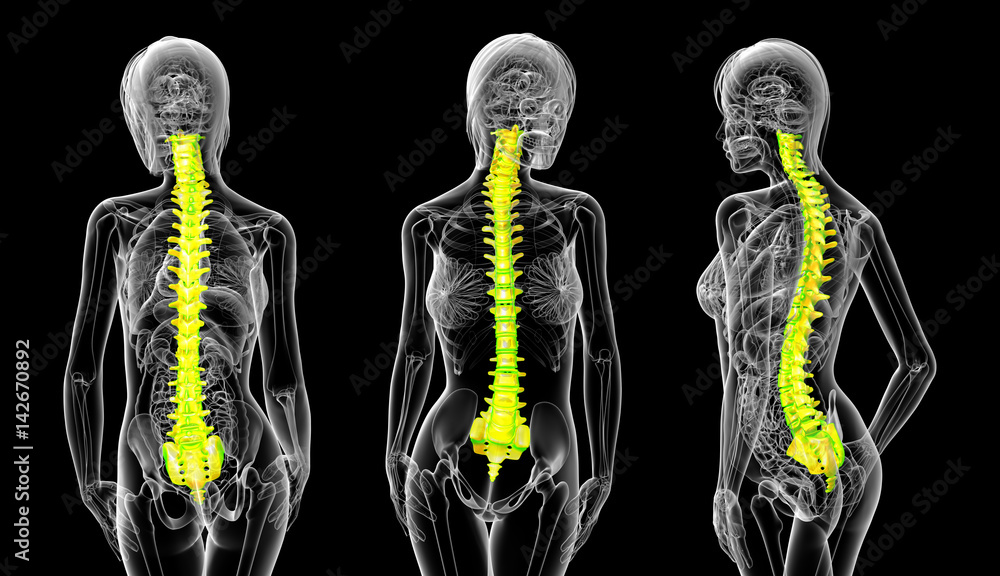 3d rendering medical illustration of the human spine 3d rendering medical illustration of the human spine