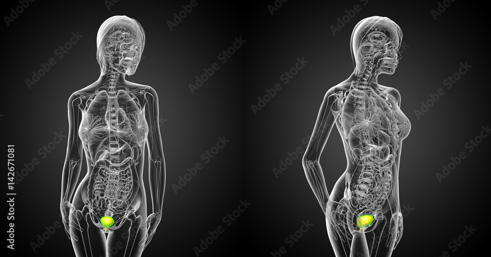 3d rendering medical illustration of the bladder 3d rendering medical illustration of the bladder