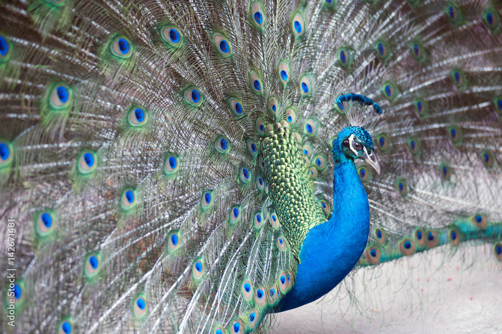 Obraz premium The Indian peafowl or blue peafowl, a large and brightly coloured bird, is a species of peafowl native to South Asia, but introduced in many other parts of the world.