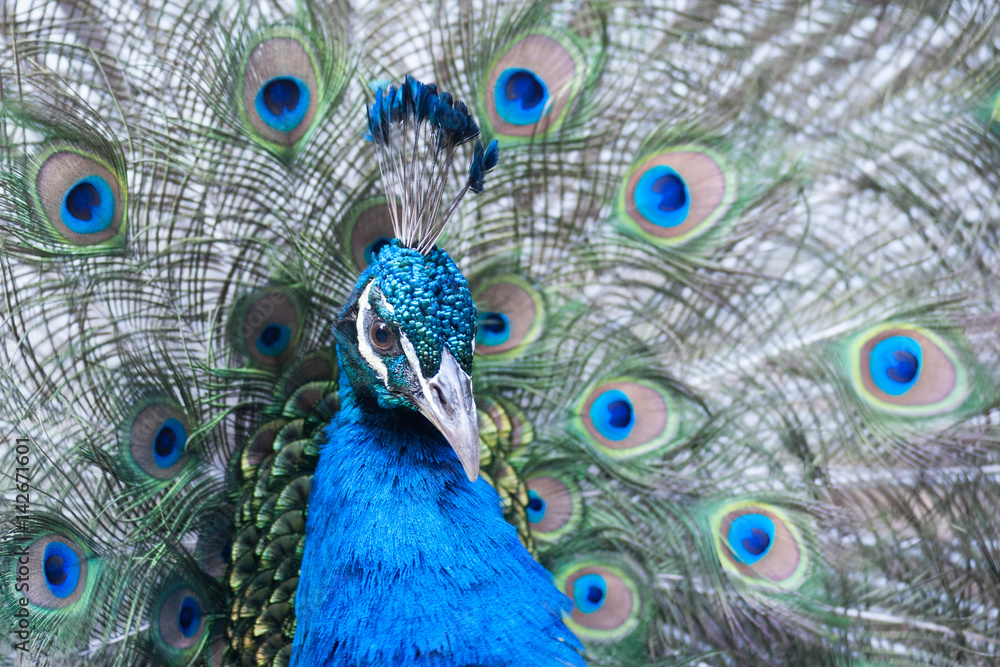Obraz premium The Indian peafowl or blue peafowl, a large and brightly coloured bird, is a species of peafowl native to South Asia, but introduced in many other parts of the world.