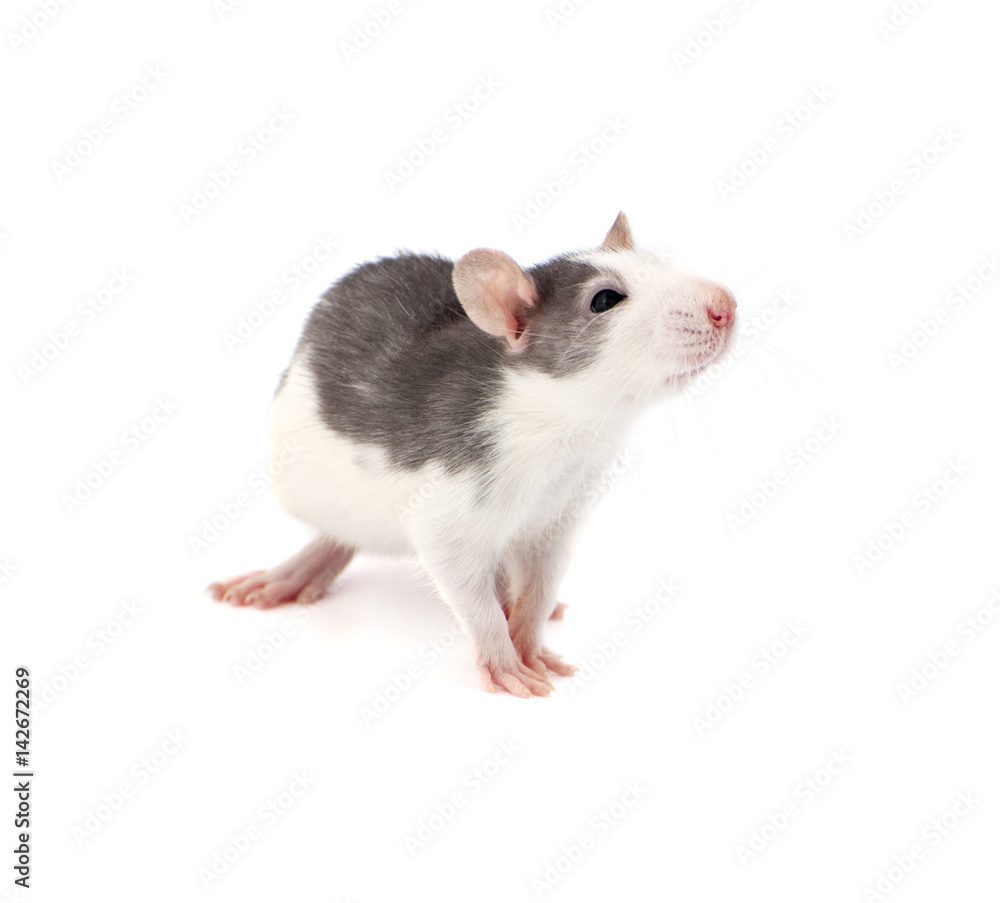 Cute little decorative rat on white background.. Cute little decorative rat on white background..