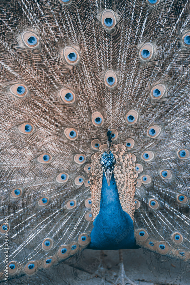Obraz premium The Indian peafowl or blue peafowl, a large and brightly coloured bird, is a species of peafowl native to South Asia, but introduced in many other parts of the world.