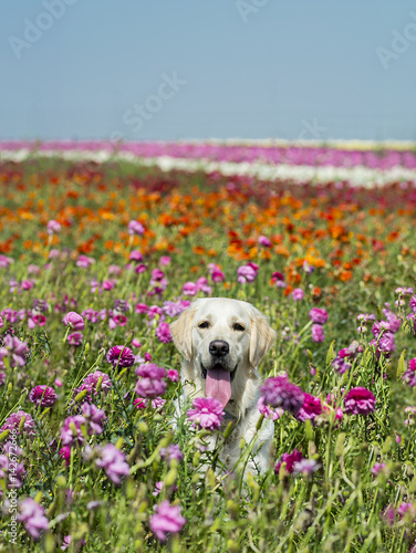 Golden retriever in field of flowers © Medeya