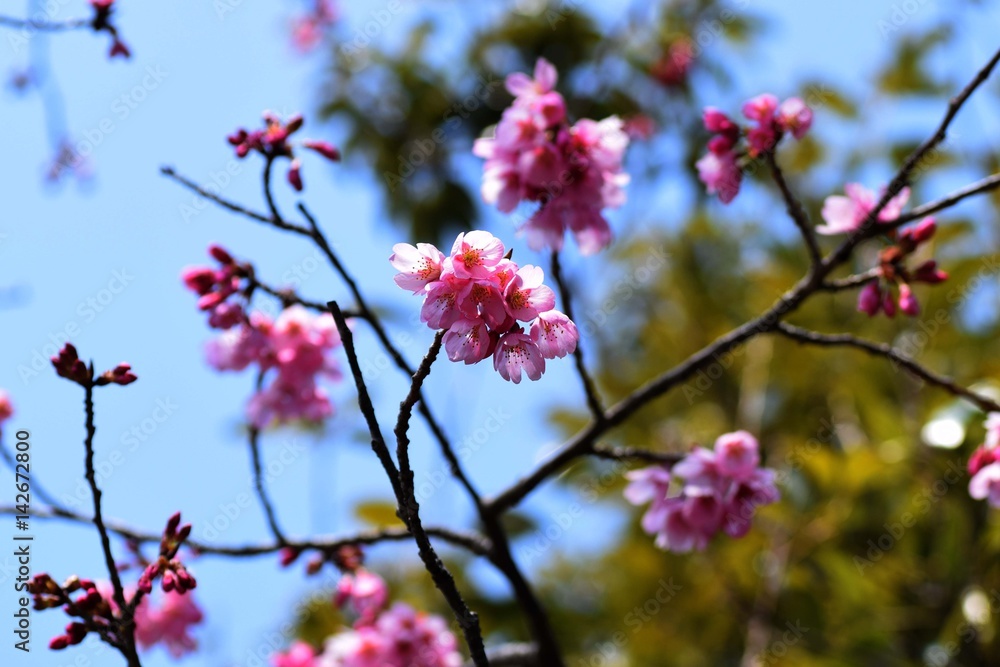 サクラ満開/神奈川県大磯町大磯運動公園