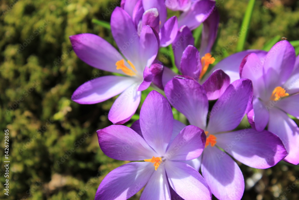 Crocus the first spring messenger / Quiet and consciousness / With the krokus starts the new year in the summer Crocus the first spring messenger / Quiet and consciousness / With the krokus starts the new year in the summer