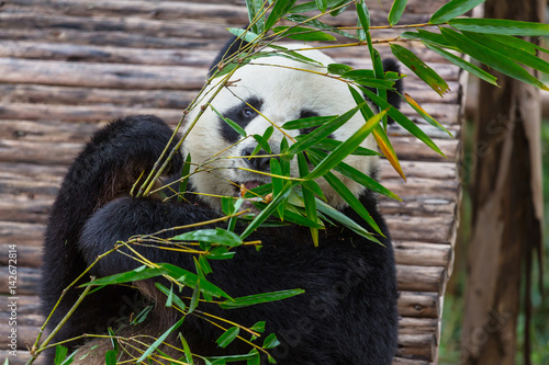 Fototapeta Naklejka Na Ścianę i Meble -  Panda