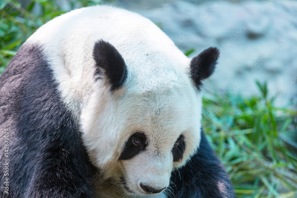Obraz premium Panda