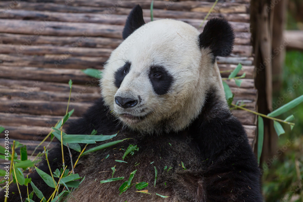 Panda Panda