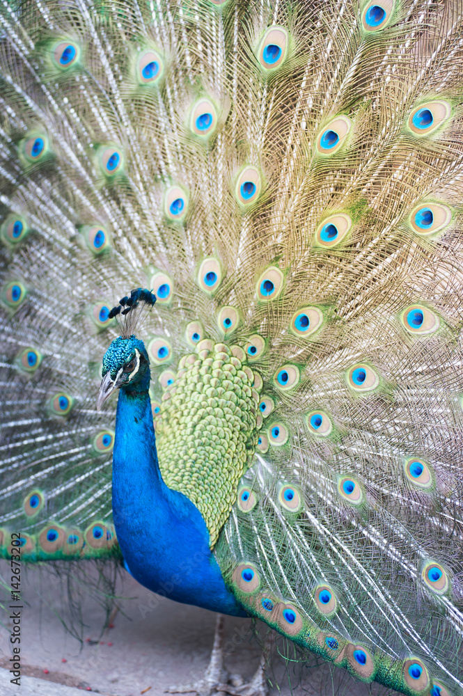 Naklejka premium The Indian peafowl or blue peafowl, a large and brightly coloured bird, is a species of peafowl native to South Asia, but introduced in many other parts of the world.