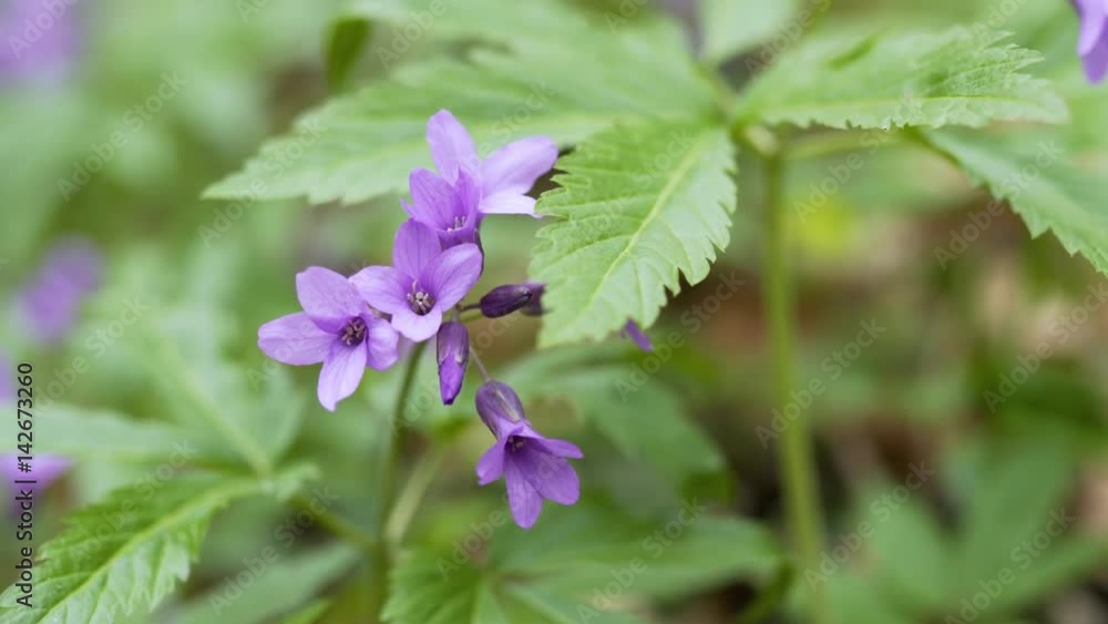 Wild viola flowers Wild viola flowers