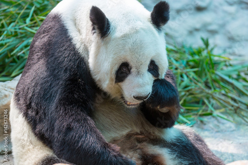 Fototapeta Naklejka Na Ścianę i Meble -  Panda