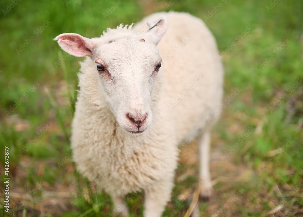 Fototapeta premium White sheep in summer on green grass on the background