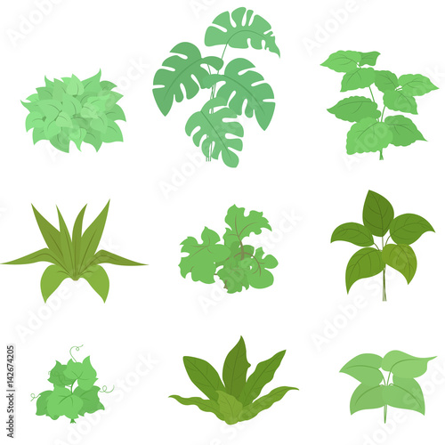 Set of house plant isolated