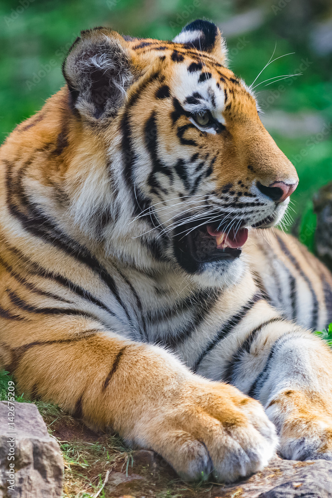 Fototapeta premium Young bengal tiger lying on the grass and shows his paws