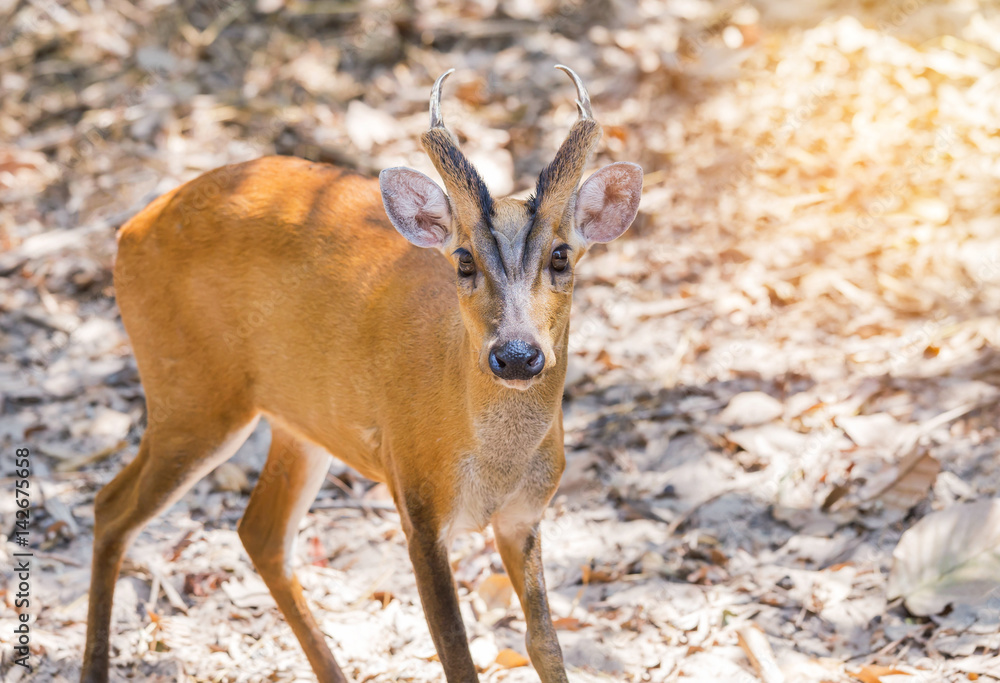 Fototapeta premium close up young barking deer (Muntiacus muntjak) wildlife in the natural 