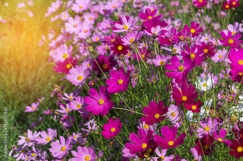 colorful cosmos flowers blooming in the field