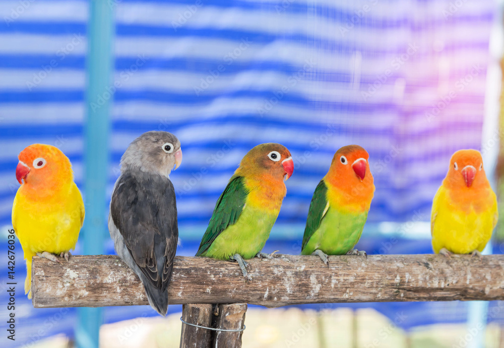 Obraz premium Close up Lovebird (Agapornis fischeri ,Fischer's lovebird) little parrot birds perching on branch in cage selective soft focus