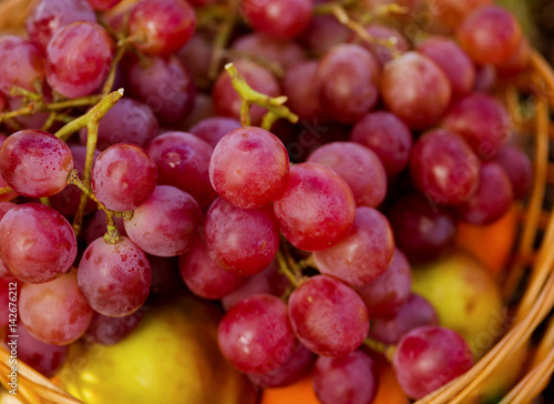 Spring harvest, basket with grapes