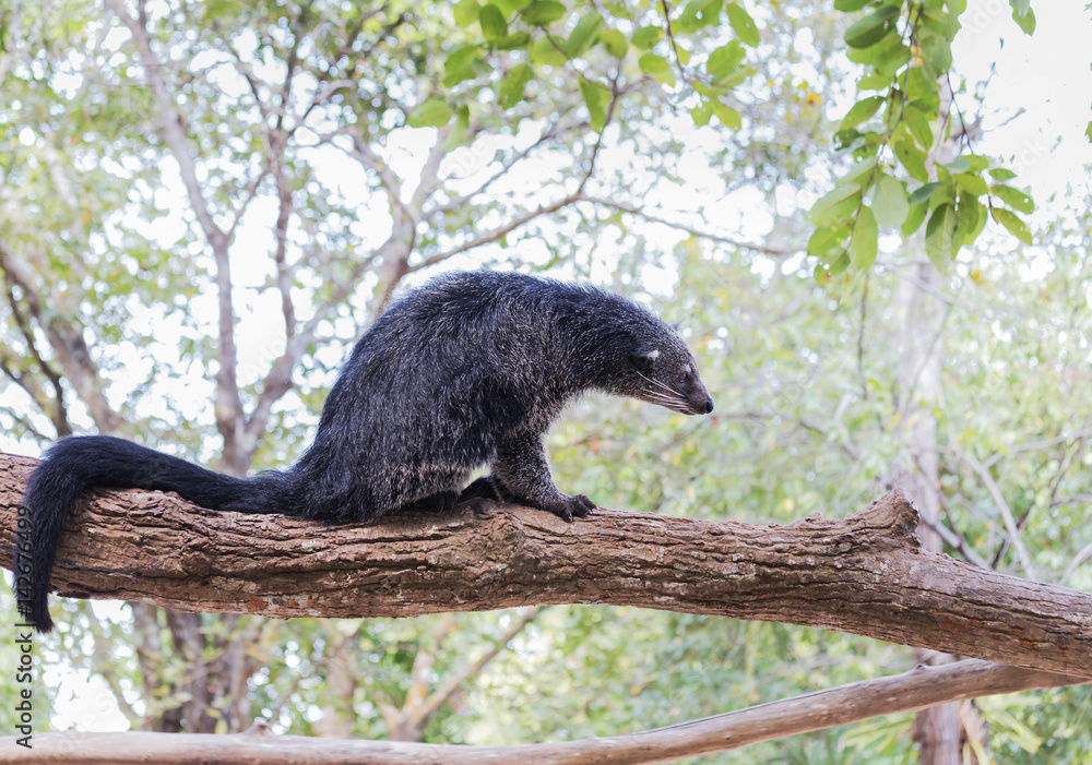 Fototapeta premium Binturong or bearcat (Arctictis binturong) sitting on the branch 