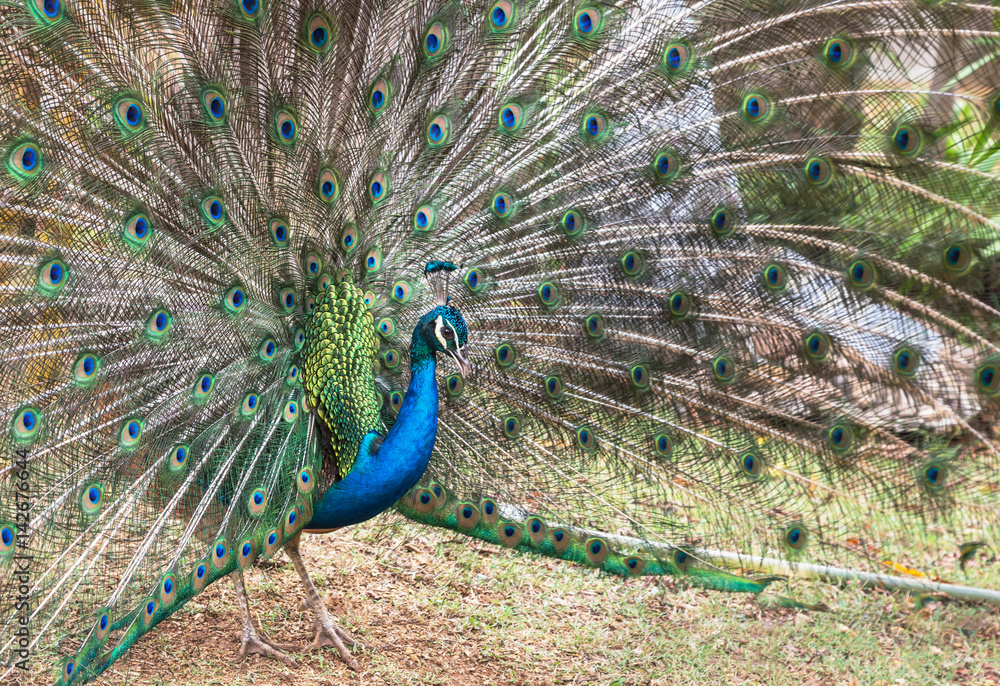 Obraz premium male peacock showing spread tail feathers