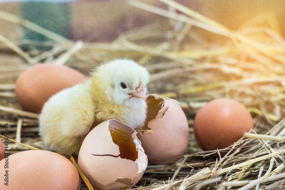 Naklejka premium easter baby chicken with broken eggshell in the straw nest on the morning.